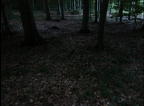 Glühwürmchen funkeln im Tautenburger Wald